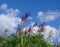 2007-1017_1315_14.4_C_Elephant_Grass